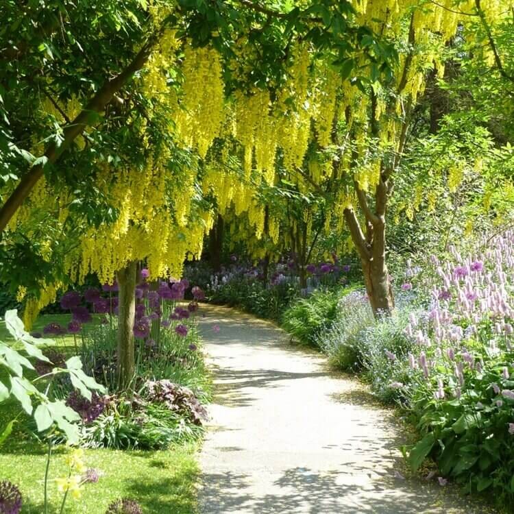 Złotokap Piękny Krzew Kapiący Złotem (Laburnum watereri) Sadzonka  (1).jpg
