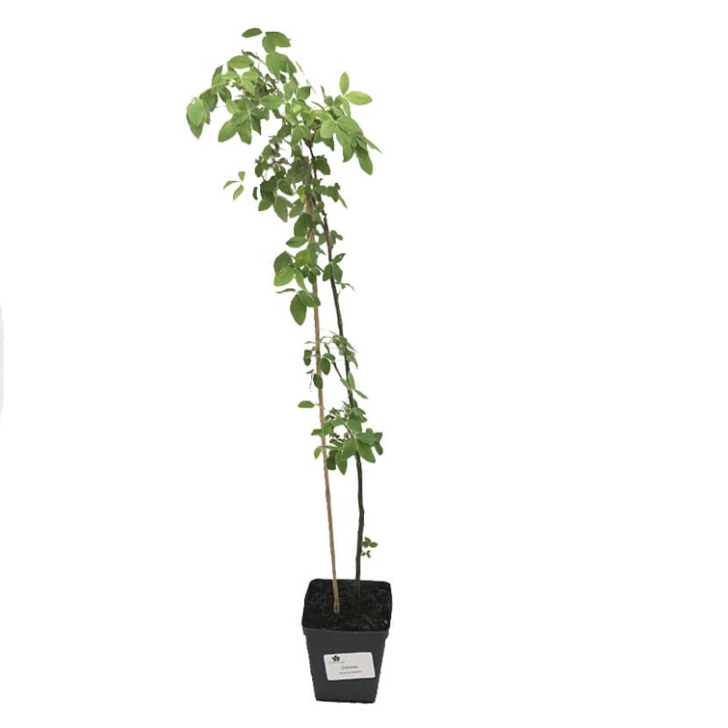 Złotokap Piękny Krzew Kapiący Złotem (Laburnum watereri) Sadzonka  (3).jpg