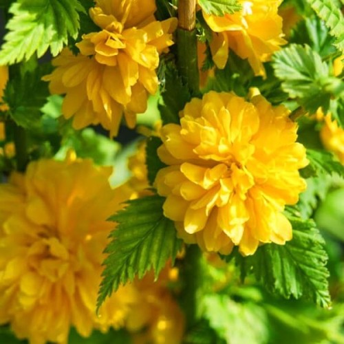 Złotlin japoński Pleniflora sadzonka