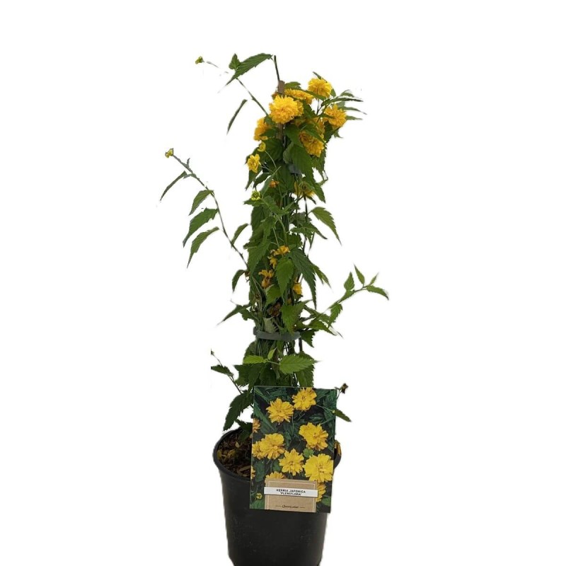 Złotlin japoński 'Pleniflora' (Kerria japonica) sadzonka (2).jpg
