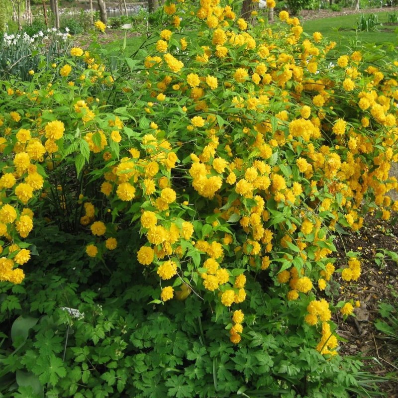 Złotlin japoński 'Pleniflora' (Kerria japonica) sadzonka (3).jpg