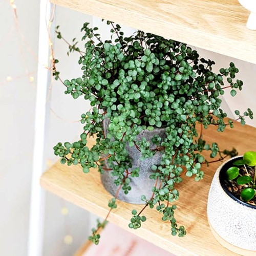 Pilea zwisająca Greyzy roślina domowa P12