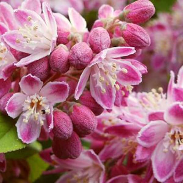 Żylistek 'Strawberry Fields' (Deutzia x hybrida) Sadzonka C2 (8).jpg