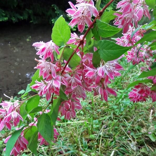 Żylistek 'Strawberry Fields' (Deutzia x hybrida) Sadzonka C2 (10).jpg