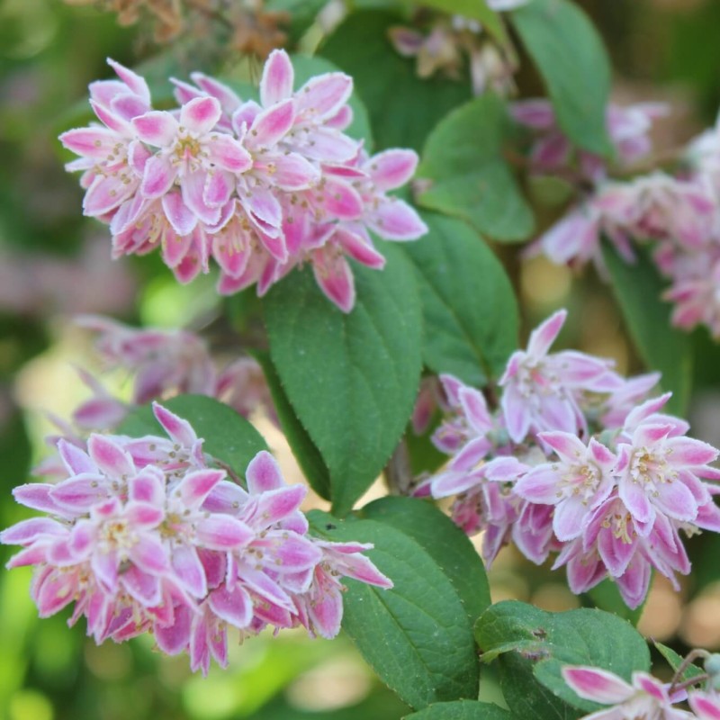 Żylistek 'Pink Pom-Pom' (Deutzia ×hybrida) Sadzonka  (1).jpg