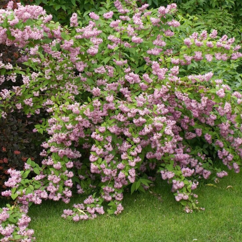 Żylistek 'Pink Pom-Pom' (Deutzia ×hybrida) Sadzonka  (2).JPG