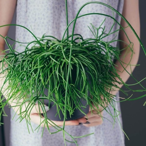 Patyczak roślina domowa P12