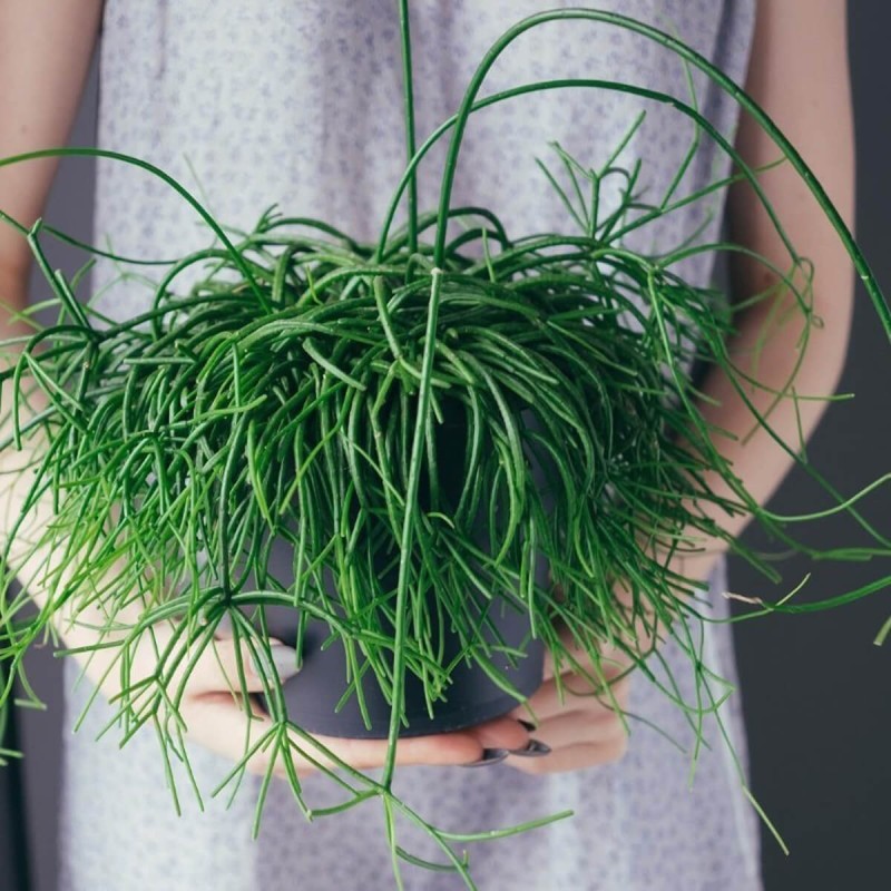 Patyczak rhipsalis oasis roslina domowa