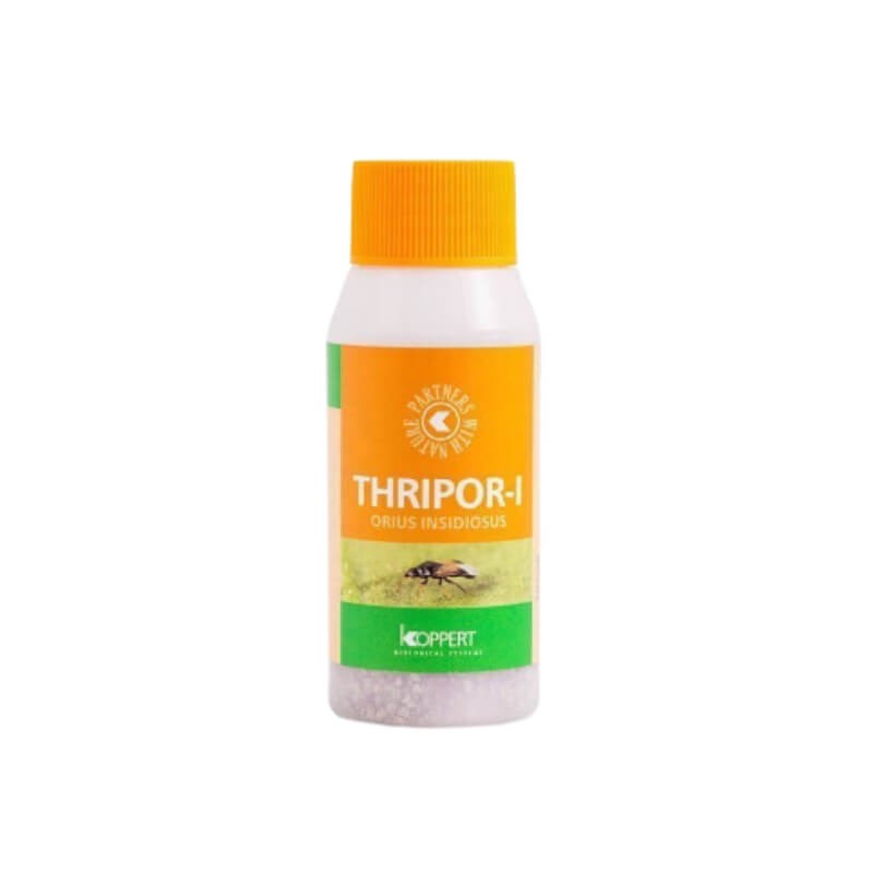 THRIPOR-L 500 dziubałeczek wielożerny (do zwalczania wciornastków) 100ml ochrona (2).jpg