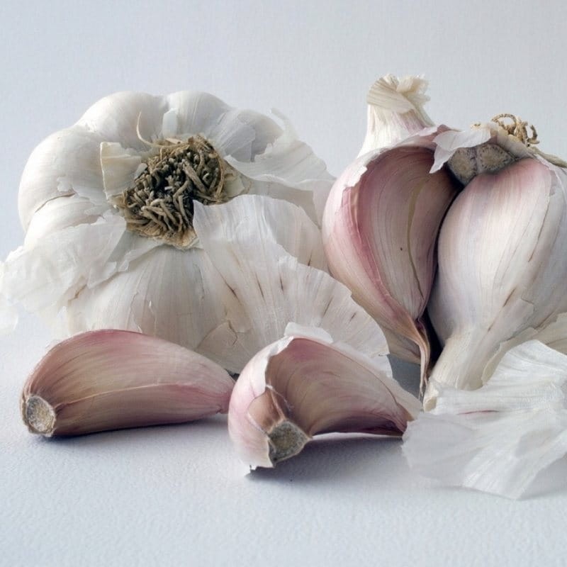 Czosnek zimowy polski Harnaś cebulki 1 szt. (3).jpg