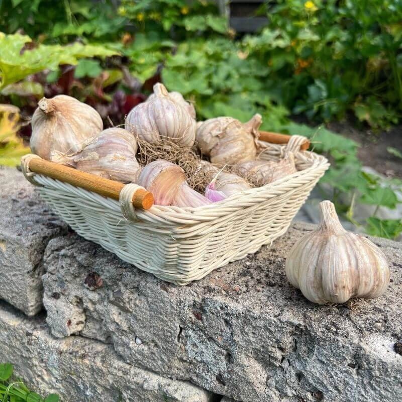 Czosnek zimowy polski Harnaś cebulki 1 szt. (4).jpg