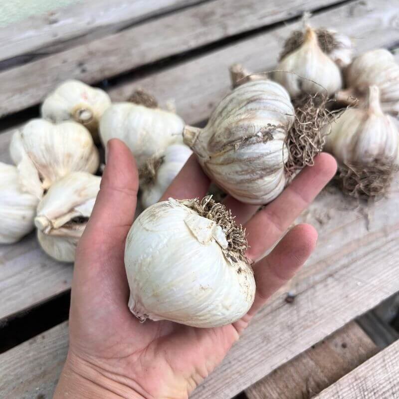 Czosnek zimowy polski Harnaś cebulki 500 g (1).jpg