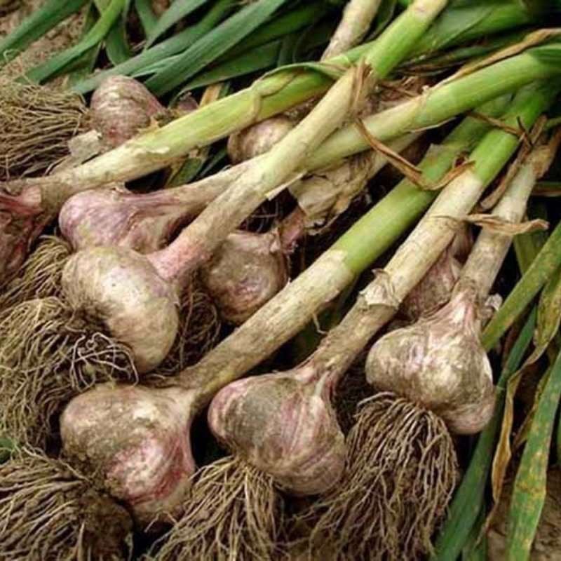 Czosnek zimowy polski Harnaś cebulki 500 g (3).jpg