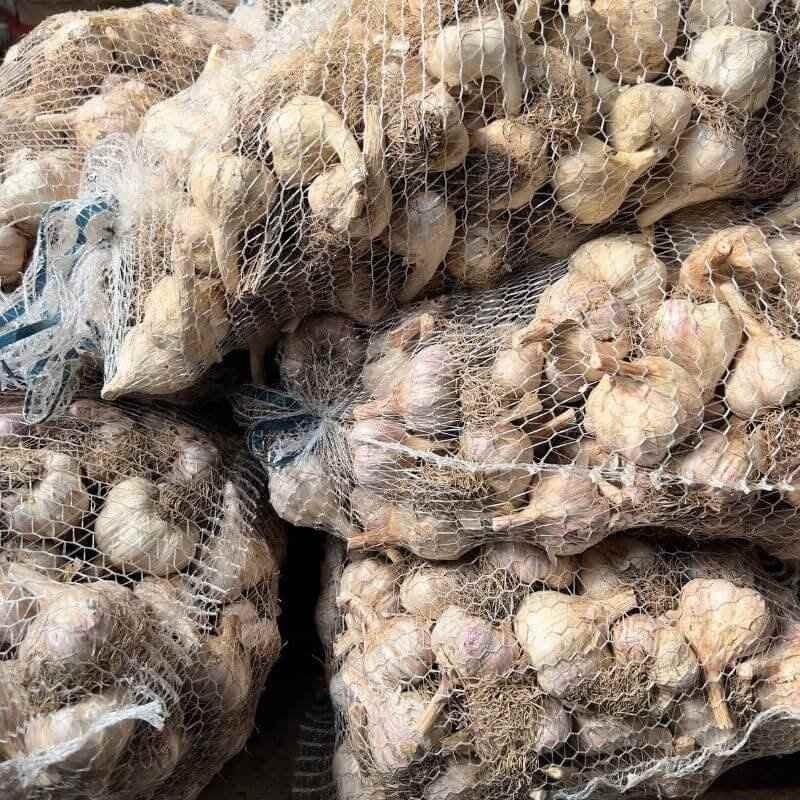 Czosnek zimowy polski Harnaś cebulki 500 g (4).jpg