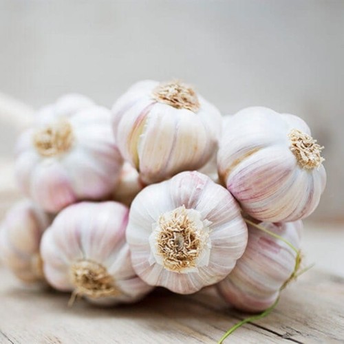 Czosnek zimowy polski Harnaś CEBULKI 1kg