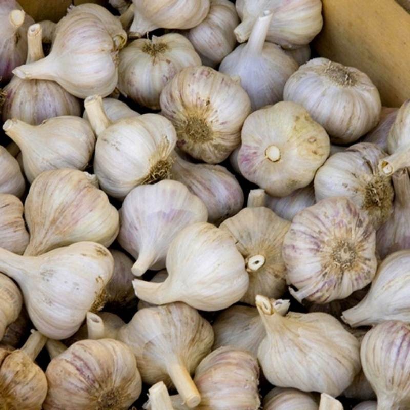 Czosnek zimowy polski Harnaś cebulki 1kg (3).jpg