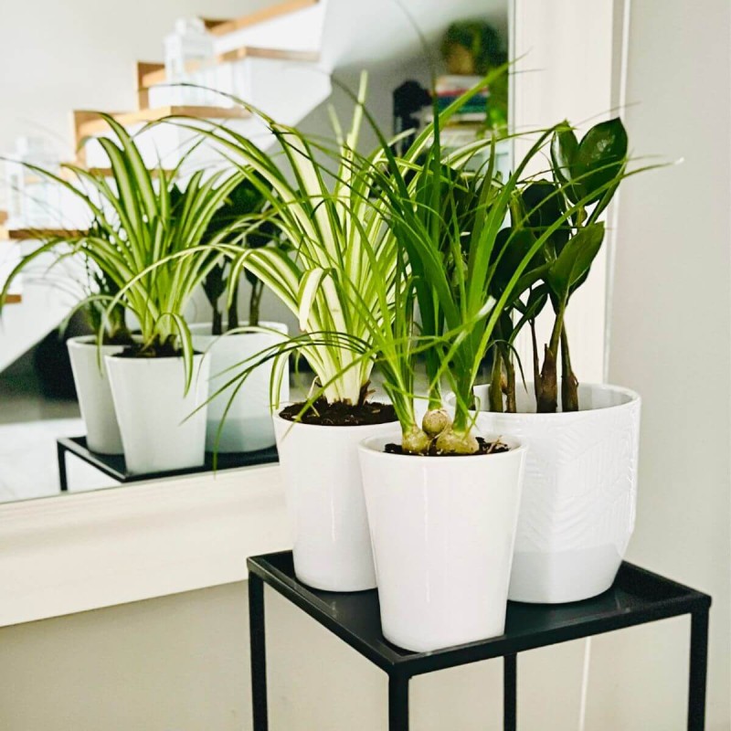 nolina zamiokulkas zielistka aranżacja