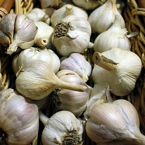 Czosnek zimowy polski Harnaś CEBULKI 5/6cm - 1kg