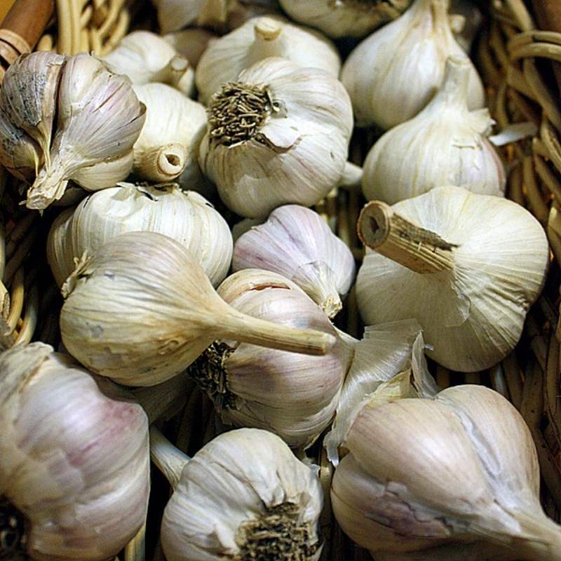 Czosnek zimowy polski Harnaś cebulki 4:5cm - 1kg (1).jpg