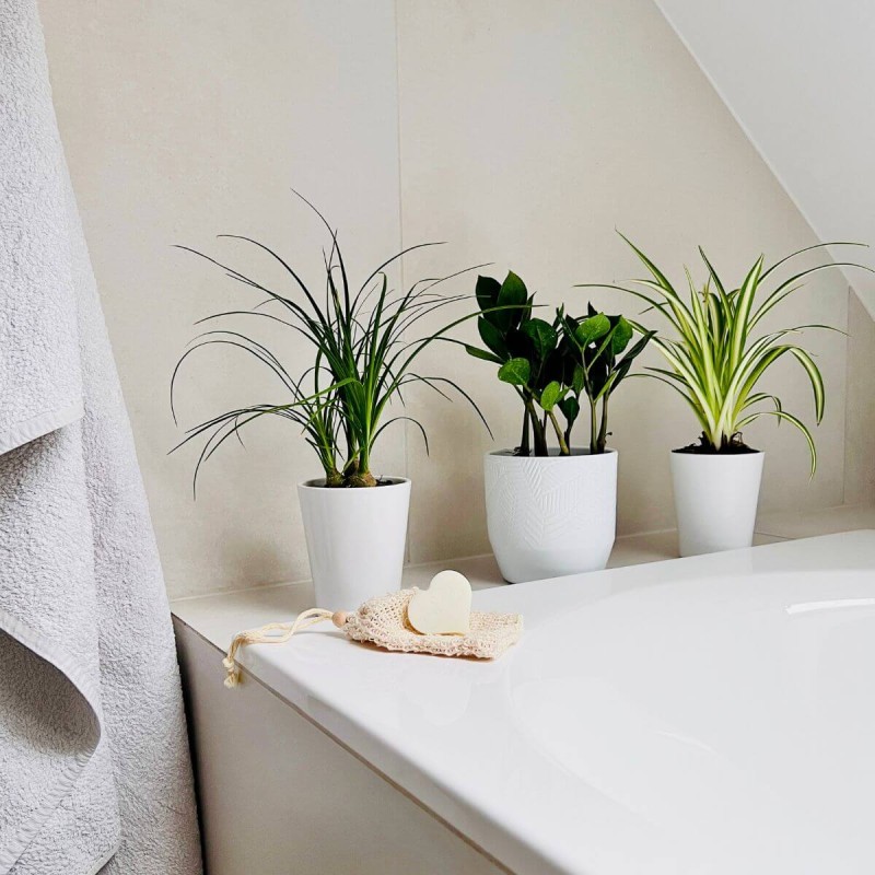 nolina zamiokulkas zielistka w łazience