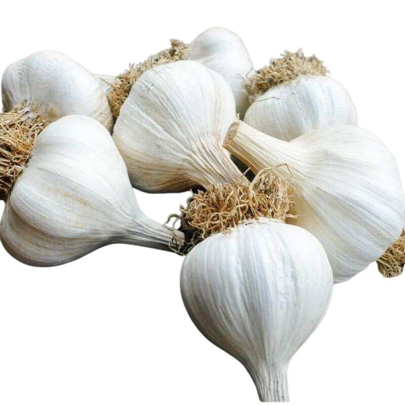 Czosnek zimowy Syberyjski cebulki 5:6 cm - 1kg (2).jpg