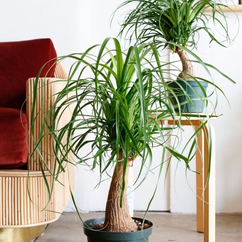 Nolina p12 gdzie kupić