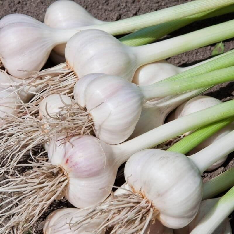 Czosnek zimowy Syberyjski cebulki 5:6 cm - 500g (1).jpg