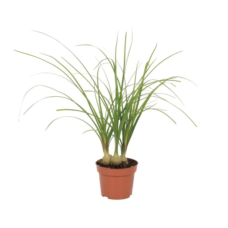 Nolina stopa słonia p12 sadzonka w donicy