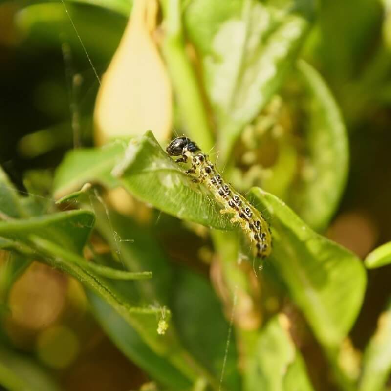 BUXATRAP pułapka feromonowa na Ćmę Bukszpanową ochrona (3).jpg