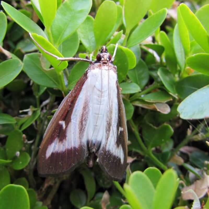 BUXATRAP pułapka feromonowa na Ćmę Bukszpanową ochrona (4).jpg