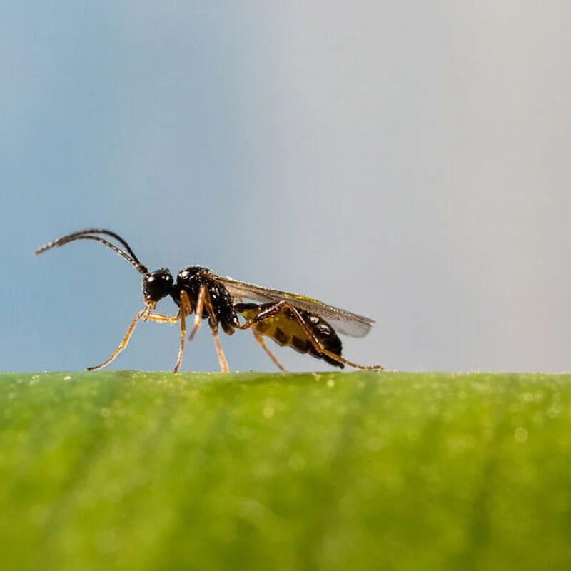 ERVIPAR osiec mszycowy (do zwalczania mszyc) ochrona (4).jpg