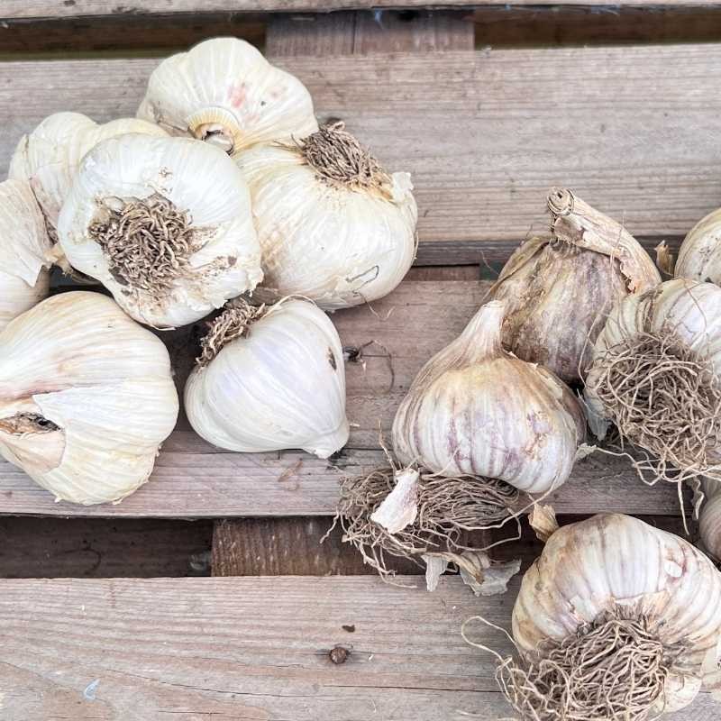 Czosnek zimowy Arkus cebulki 5:6cm - 1kg (3).jpg