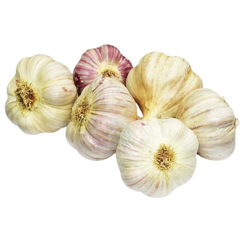 Czosnek zimowy Arkus cebulki 5:6cm - 500g (2).jpg