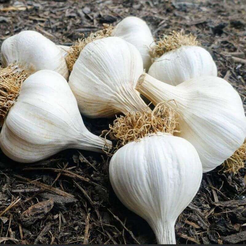 Czosnek zimowy Arkus cebulki 5:6cm - 500g (1).jpg