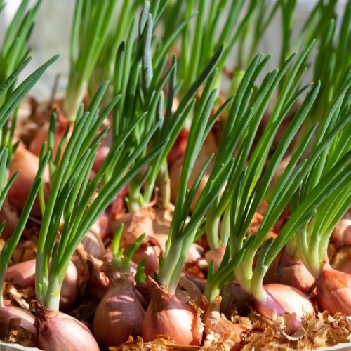 Cebula dymka EFEKT późna żółta 500g