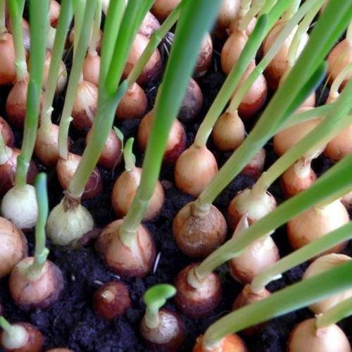 Cebula dymka STURON wczesna żółta 500g