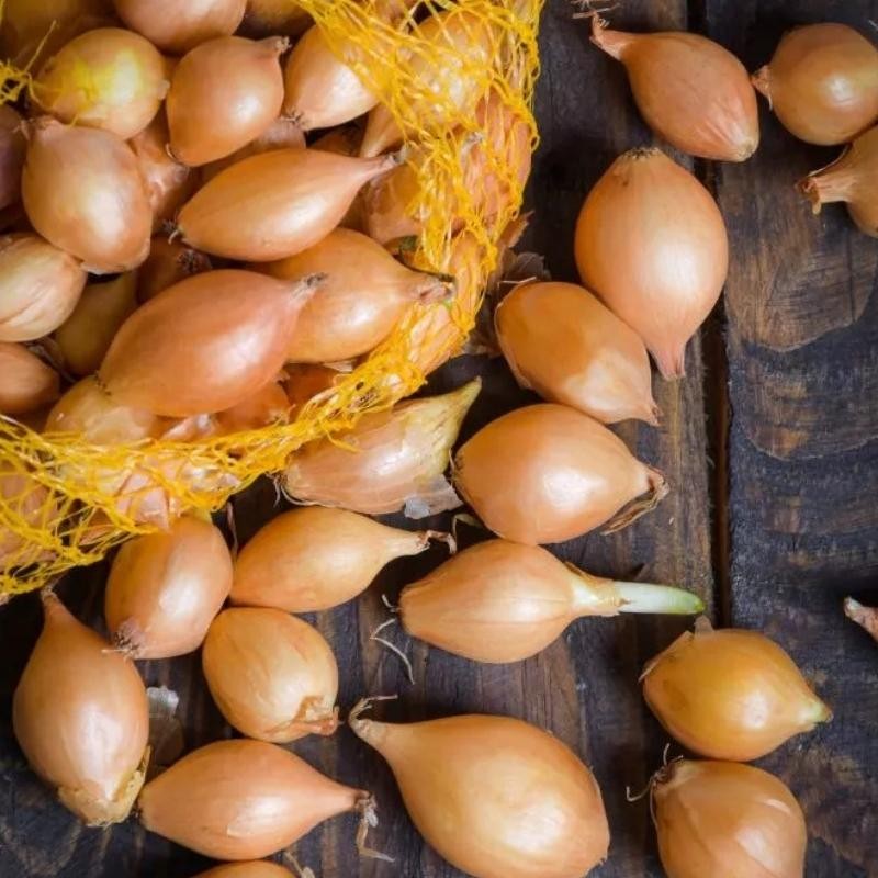 Cebula dymka Sturon (14-21 mm) - odmiana wczesna zółta 500g (4).jpg