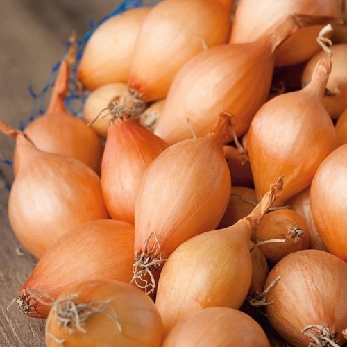 Cebula dymka STURON wczesna żółta 250g