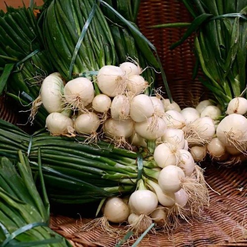 Cebula dymka SNOWBALL średnio wczesna biała 500g