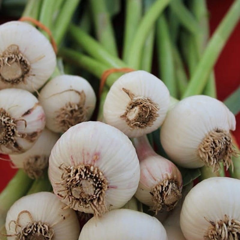 Cebula dymka snowball (8-21 mm) - odmiana średnio wczesna biała 500g (3).jpg