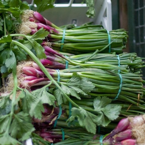 Cebula dymka KARMEN średnio późna czerwona 250g