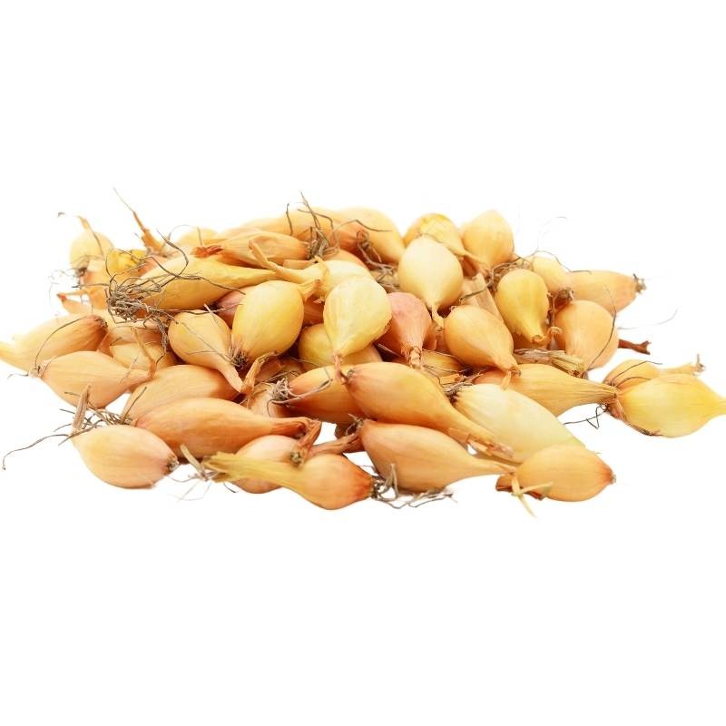 Cebula dymka Efekt (10-15 mm) - odmiana poźna żółta 250g (2).jpg