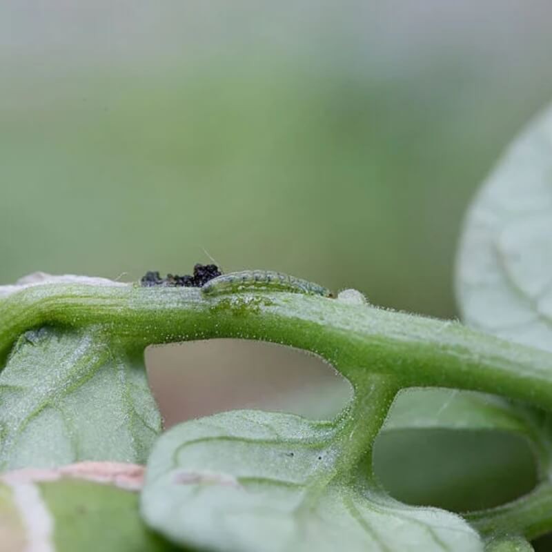 DIPEL DF granulat na GĄSIENICE szkodników warzyw i ćmy bukszpanowej 0,5kg ochrona (3).jpg
