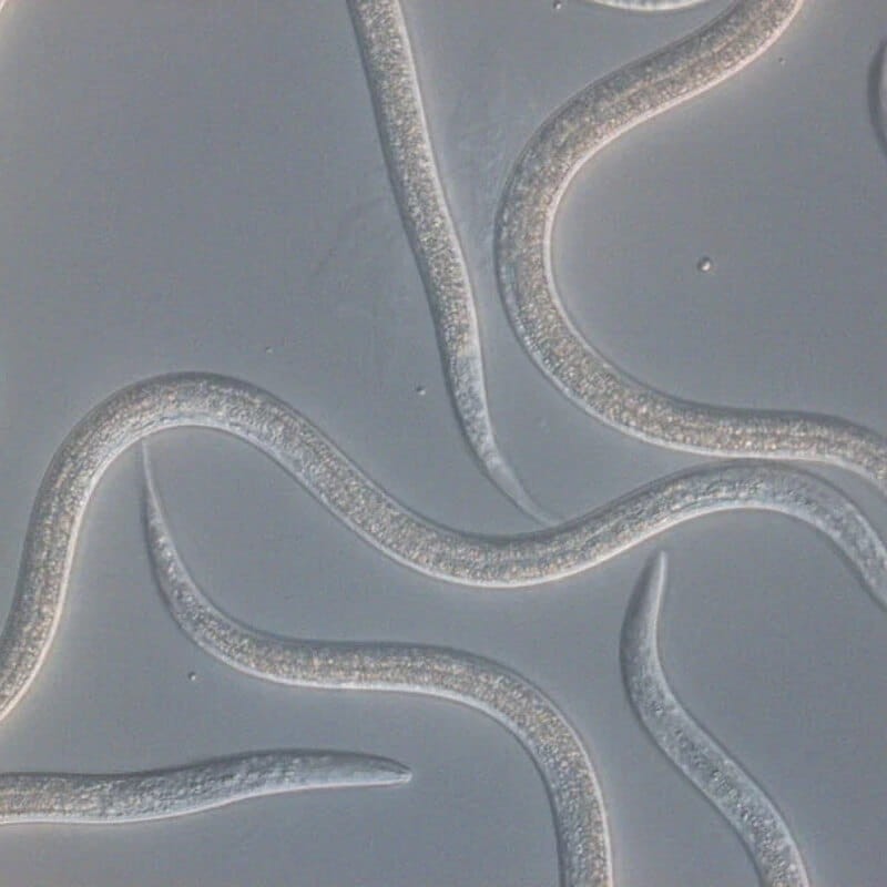 ENTONEM 50 milionów nicieni (do zwalczania wciornastków i ziemiórek) ochrona (3).jpg