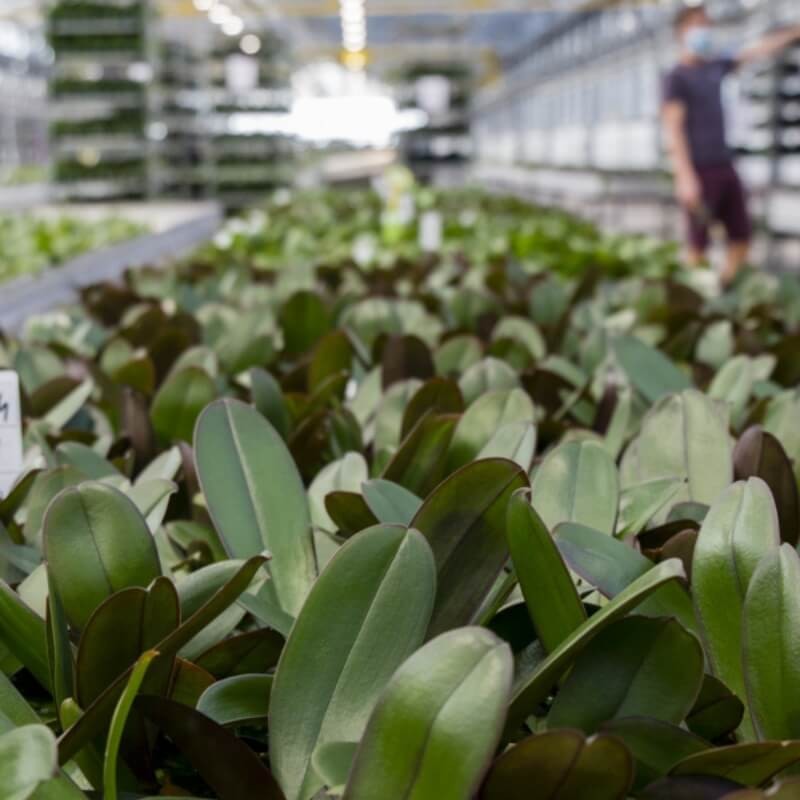 ENTONEM 50 milionów nicieni (do zwalczania wciornastków i ziemiórek) ochrona (4).jpg