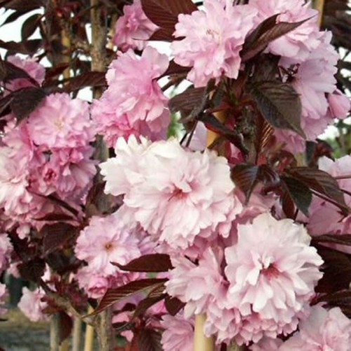 Wiśnia Piłkowana Royal Burgundy sadzonka C1