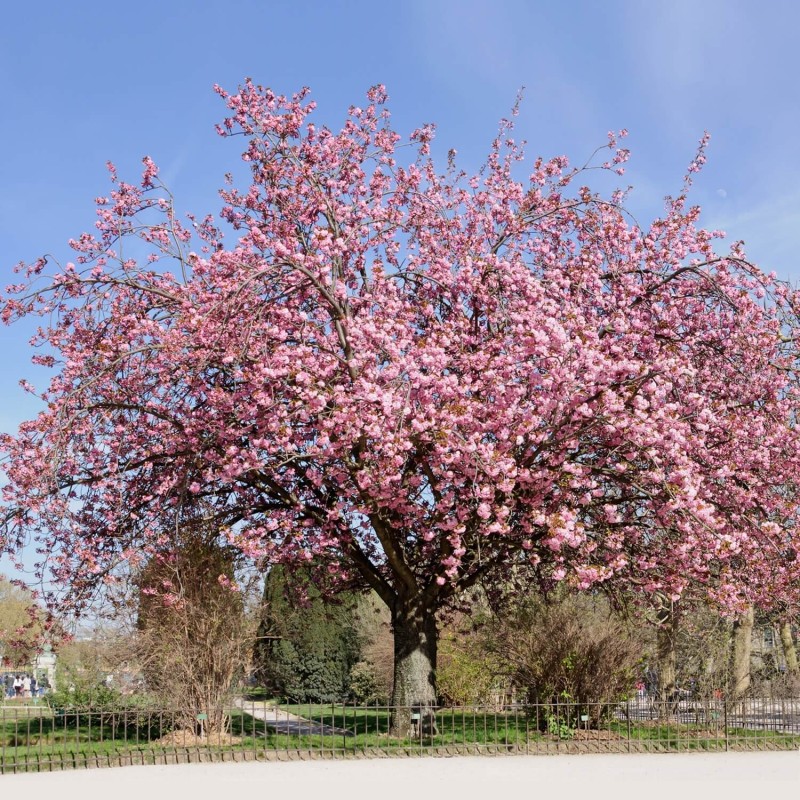 Wiśnia Piłkowana 'Royal Burgundy' (Prunus serrulata) Sadzonka C1 (1).jpg