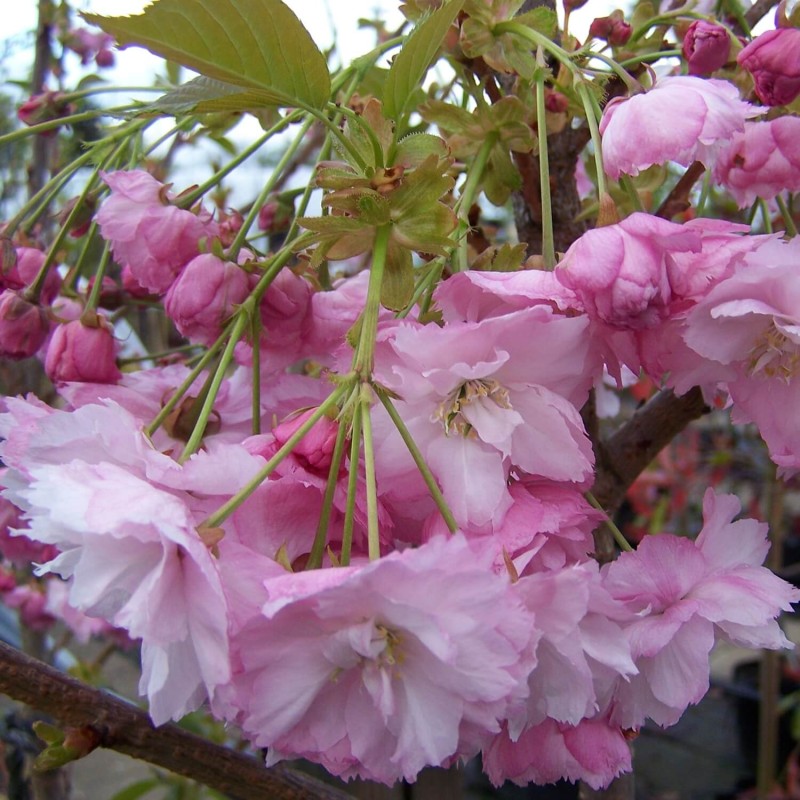 Wiśnia Piłkowana 'Pink Perfection' (Prunus serrulata) Sadzonka C1 (1).jpg