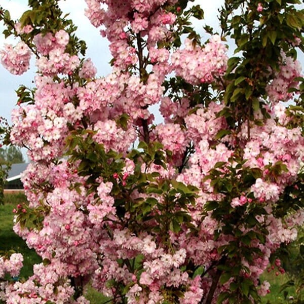 Wiśnia Piłkowana 'Pink Perfection' (Prunus serrulata) Sadzonka C1 (2).jpg