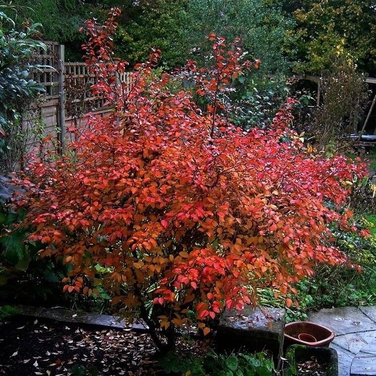 Wiśnia Kojou-no-mai (Prunus incisa) Sadzonka C1 (1).jpg